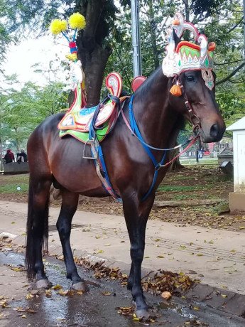 kuda-renggong-kencanapura-big-0